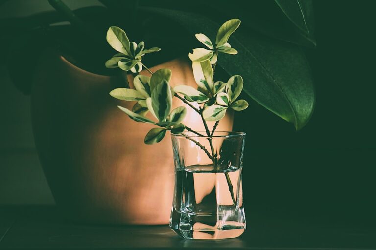 Pure Essential Oils Canada: Curating Botanical Purity - minimalist essential oil bottle botanical