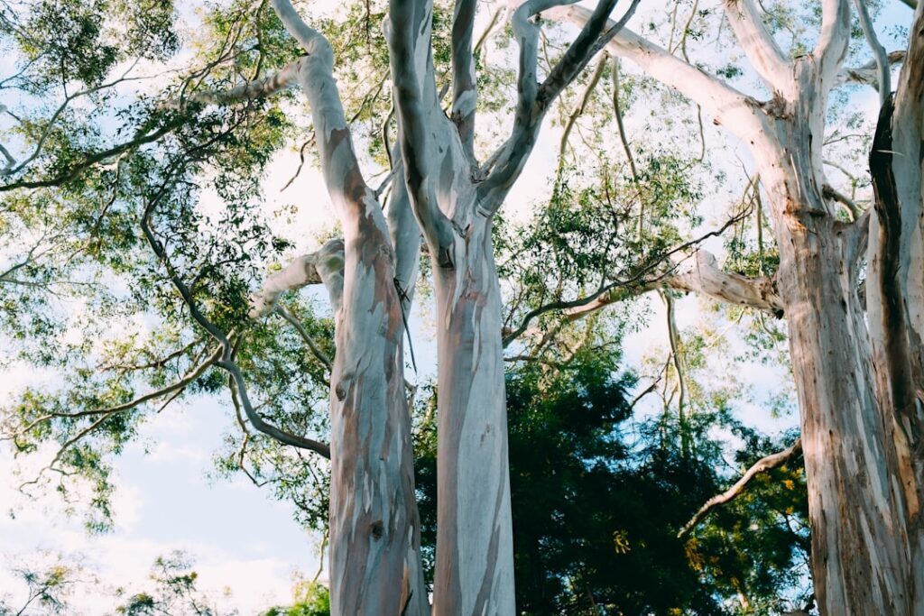 Invigorating Botanicals: Elevate Your Wellness Sanctuary - minimalist eucalyptus spa