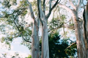 Invigorating Botanicals: Elevate Your Wellness Sanctuary