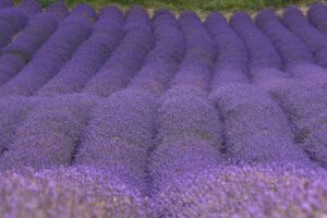 Home Aromatherapy Science 2026: Expert Wellness Guide